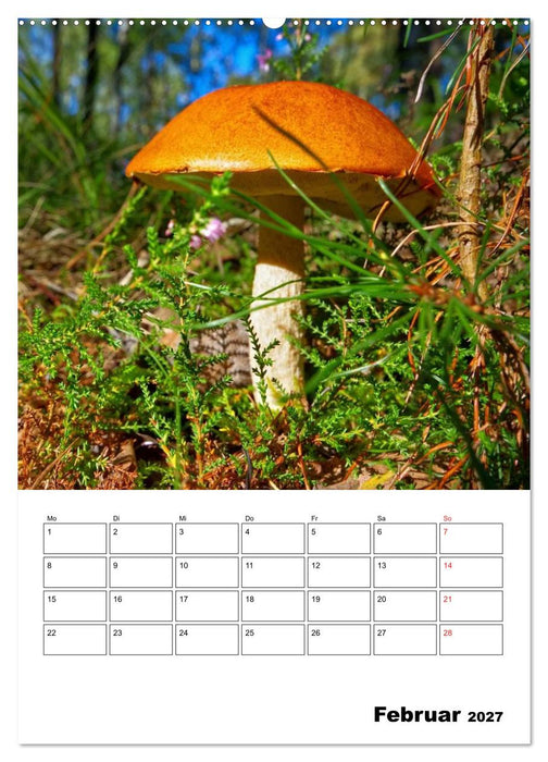 Heimische Waldpilze (CALVENDO Wandkalender 2027)