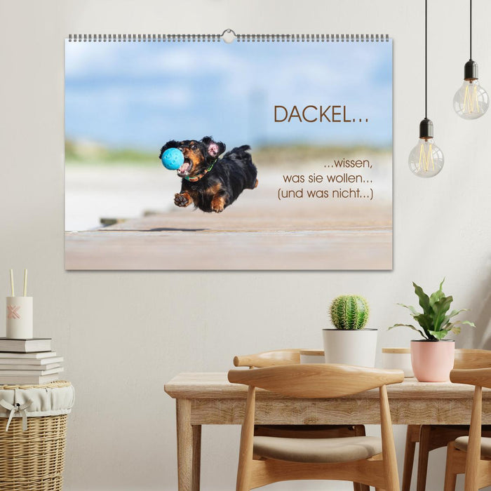 DACKEL... wissen was sie wollen... (und was nicht...) (CALVENDO Wandkalender 2027)