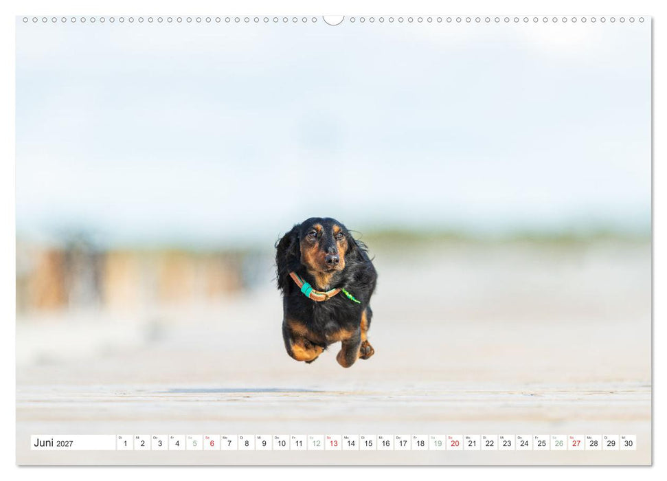 DACKEL... wissen was sie wollen... (und was nicht...) (CALVENDO Wandkalender 2027)