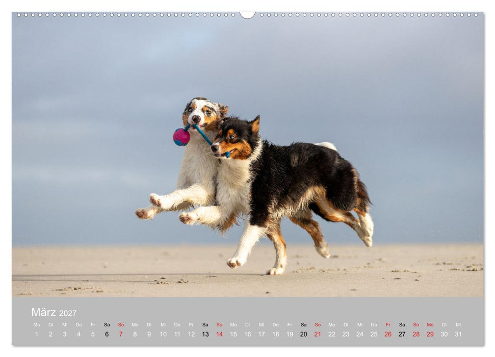 Australian Shepherd 2027 (CALVENDO Premium Wandkalender 2027)