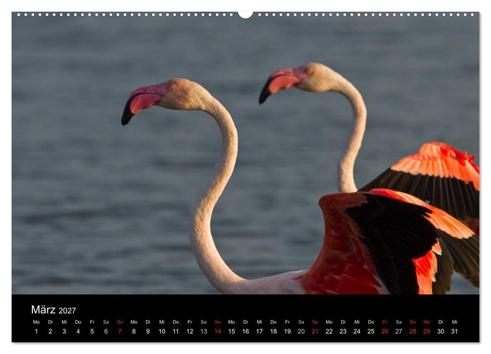 Flamingos der Camargue 2027 (CALVENDO Wandkalender 2027)