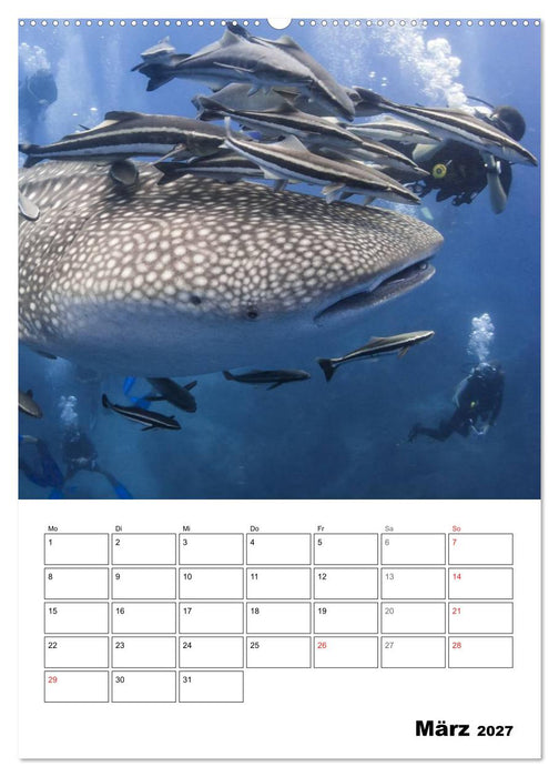 Tauchen - Abtauchen und Staunen (CALVENDO Premium Wandkalender 2027)