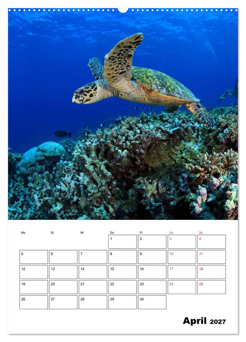 Tauchen - Abtauchen und Staunen (CALVENDO Premium Wandkalender 2027)