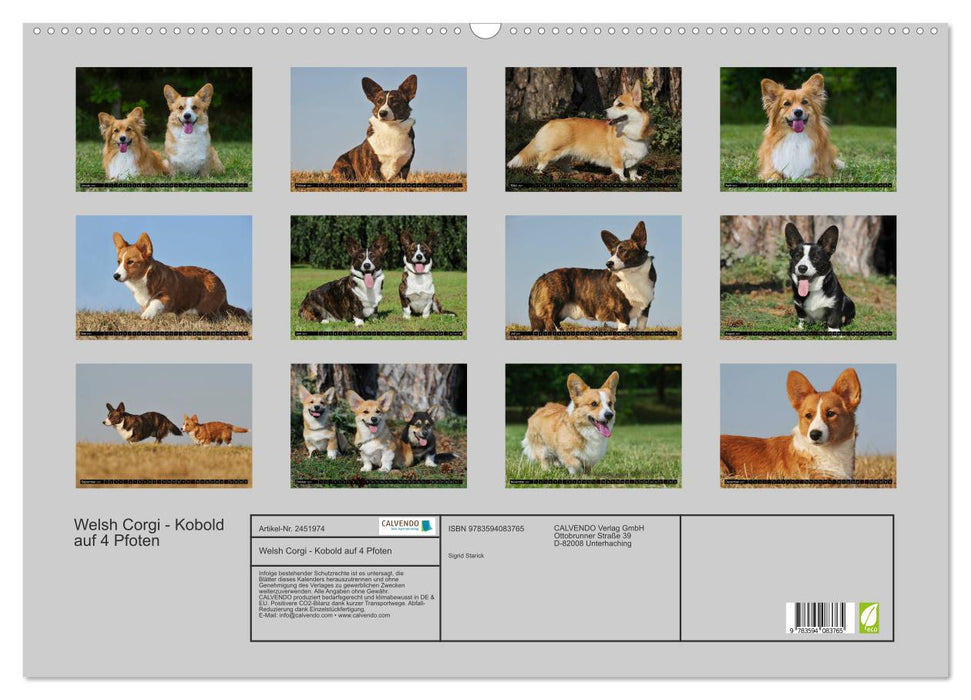 Welsh Corgi - Kobold auf 4 Pfoten (CALVENDO Wandkalender 2027)
