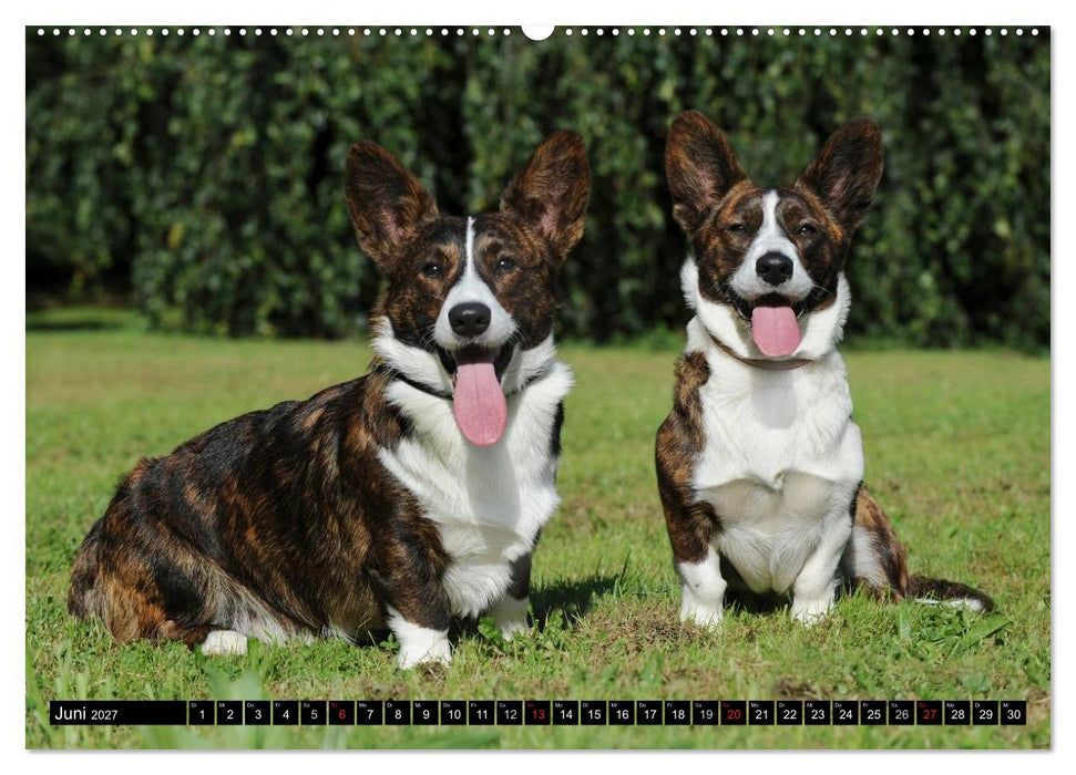 Welsh Corgi - Kobold auf 4 Pfoten (CALVENDO Wandkalender 2027)