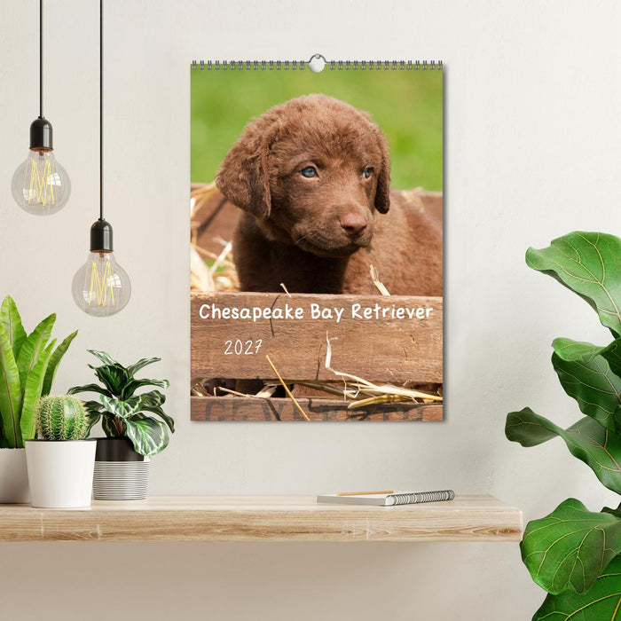 Chesapeake Bay Retriever 2027 (CALVENDO Wandkalender 2027)
