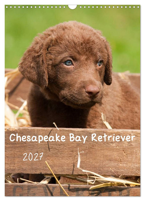 Chesapeake Bay Retriever 2027 (CALVENDO Wandkalender 2027)