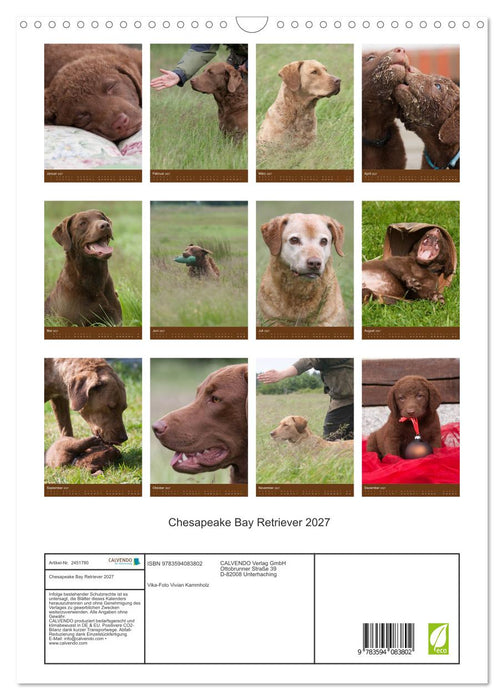 Chesapeake Bay Retriever 2027 (CALVENDO Wandkalender 2027)