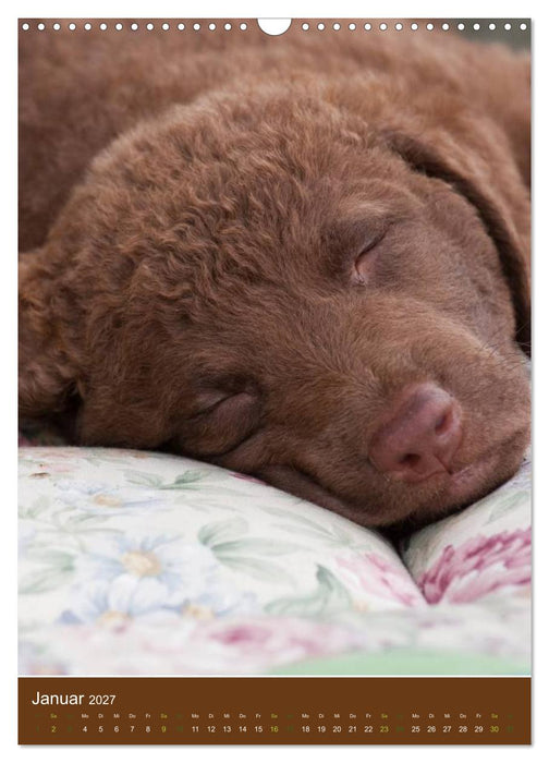 Chesapeake Bay Retriever 2027 (CALVENDO Wandkalender 2027)