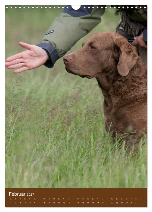Chesapeake Bay Retriever 2027 (CALVENDO Wandkalender 2027)