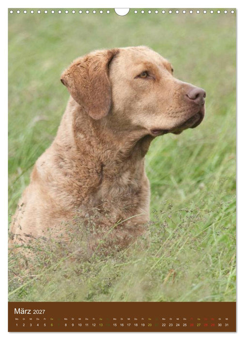Chesapeake Bay Retriever 2027 (CALVENDO Wandkalender 2027)