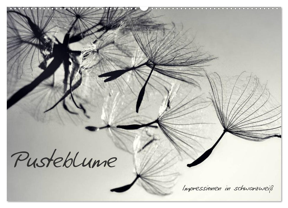 Pusteblume - Impressionen in schwarzweiß (CALVENDO Wandkalender 2027)
