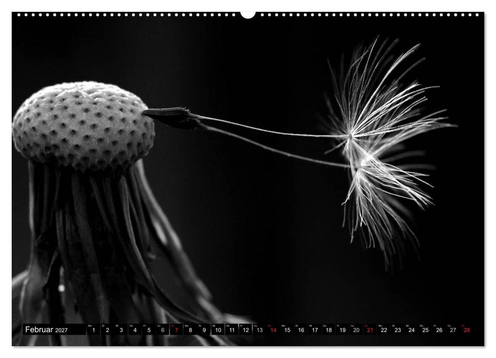 Pusteblume - Impressionen in schwarzweiß (CALVENDO Wandkalender 2027)