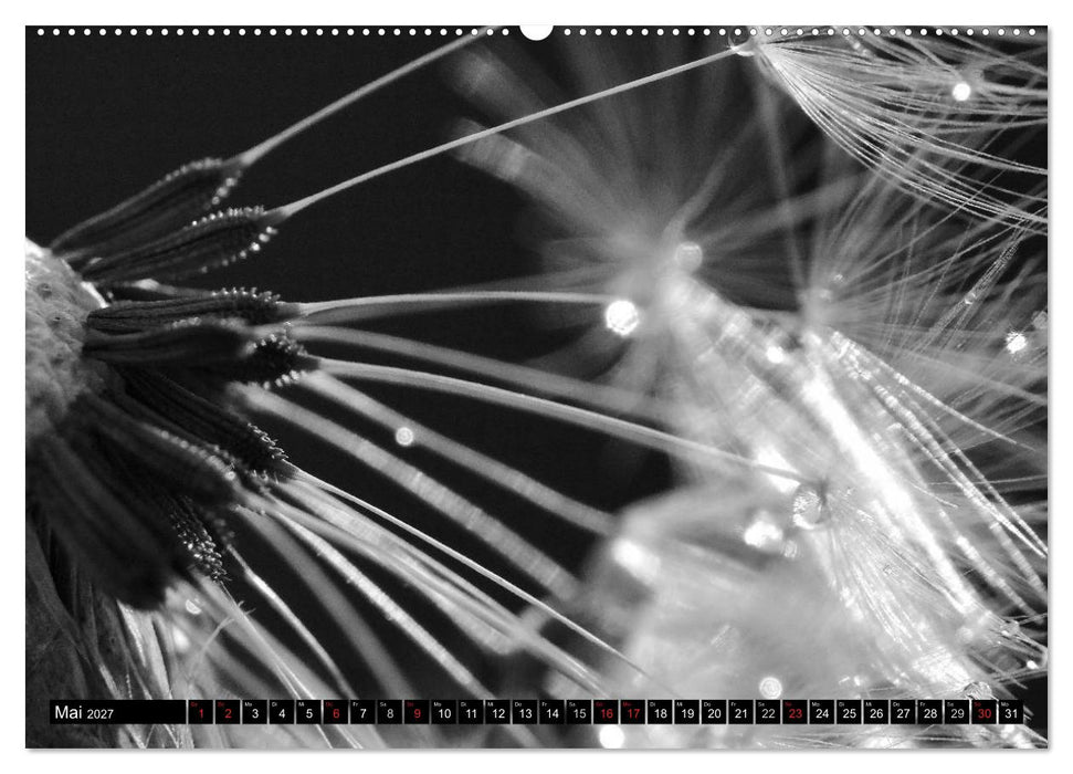 Pusteblume - Impressionen in schwarzweiß (CALVENDO Wandkalender 2027)