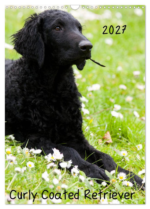 Curly Coated Retriever 2027 (CALVENDO Wandkalender 2027)