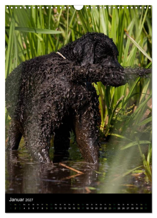 Curly Coated Retriever 2027 (CALVENDO Wandkalender 2027)