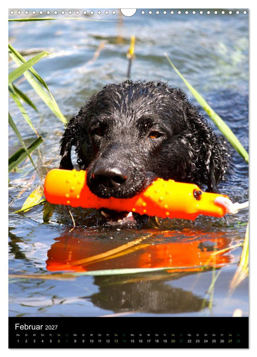 Curly Coated Retriever 2027 (CALVENDO Wandkalender 2027)