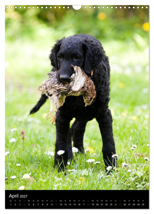 Curly Coated Retriever 2027 (CALVENDO Wandkalender 2027)