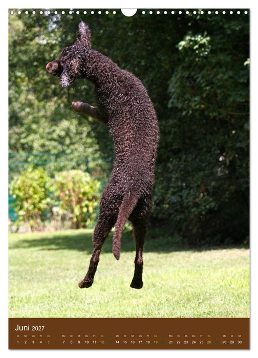 Curly Coated Retriever 2027 (CALVENDO Wandkalender 2027)
