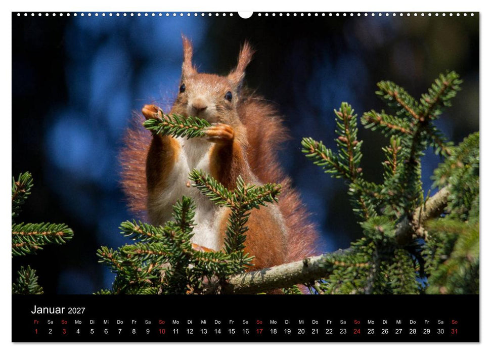 Mit dem Eichhörnchen durchs Jahr (CALVENDO Wandkalender 2027)