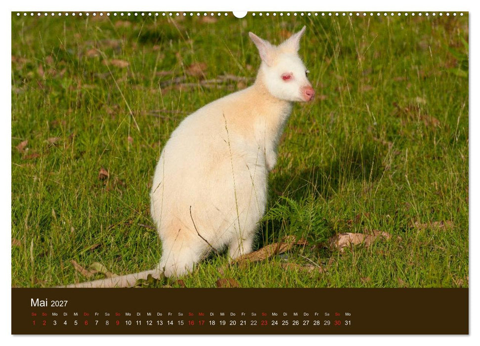 Beuteltiere Australiens (CALVENDO Premium Wandkalender 2027)