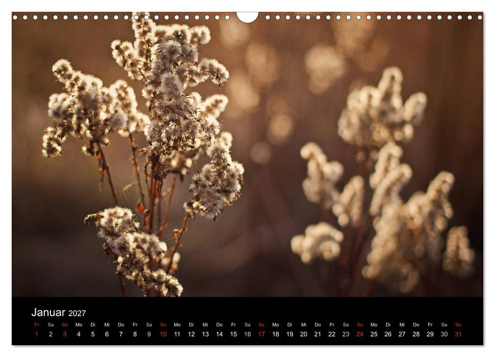 Blütenzauber 2027 (CALVENDO Wandkalender 2027)