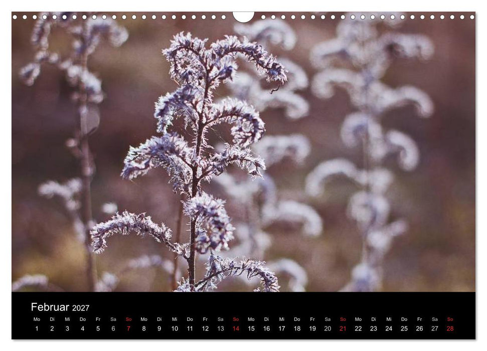 Blütenzauber 2027 (CALVENDO Wandkalender 2027)