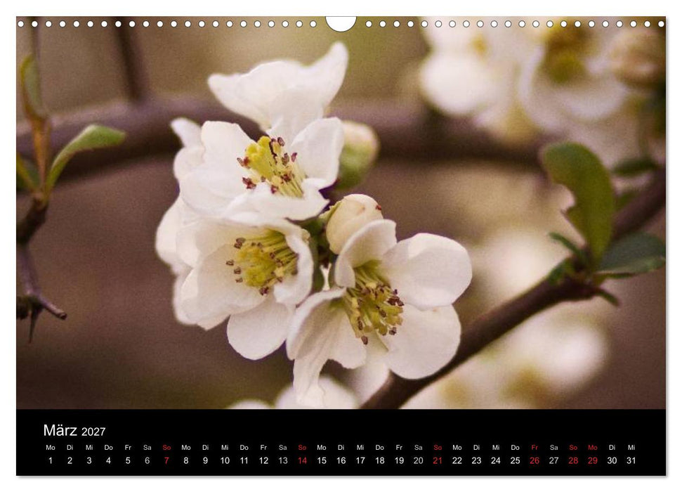 Blütenzauber 2027 (CALVENDO Wandkalender 2027)