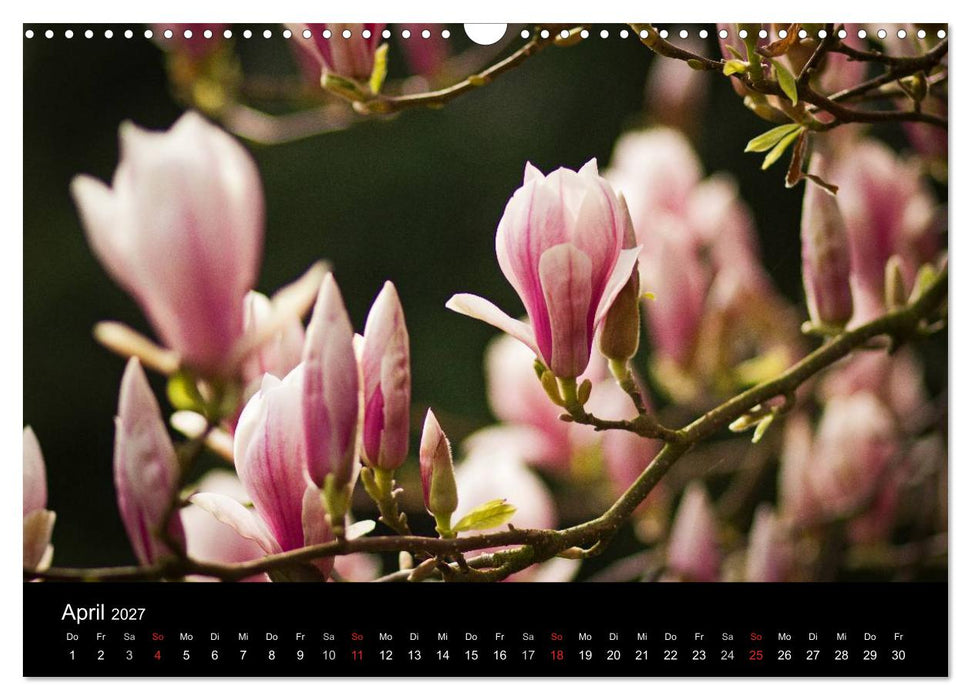 Blütenzauber 2027 (CALVENDO Wandkalender 2027)