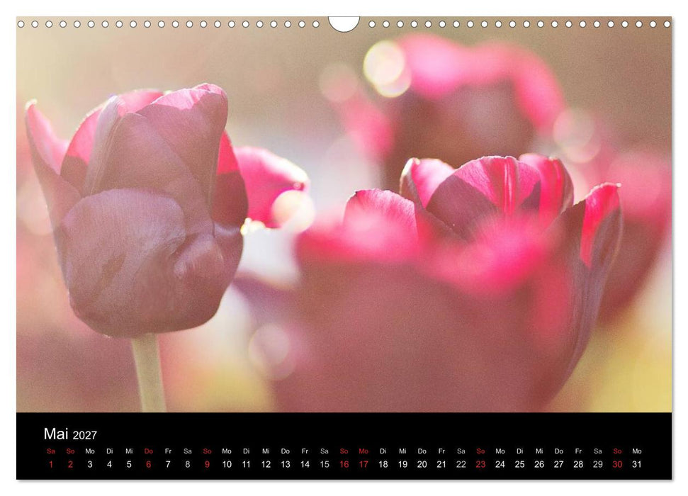 Blütenzauber 2027 (CALVENDO Wandkalender 2027)