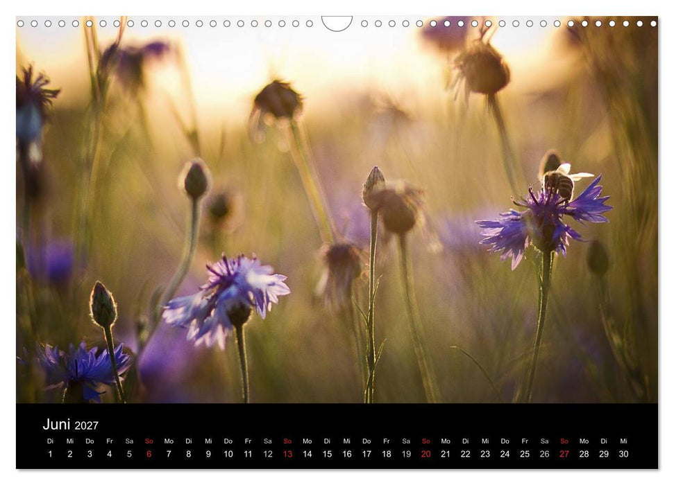 Blütenzauber 2027 (CALVENDO Wandkalender 2027)