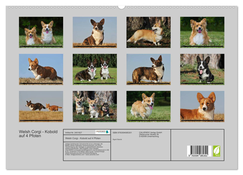 Welsh Corgi - Kobold auf 4 Pfoten (CALVENDO Premium Wandkalender 2027)