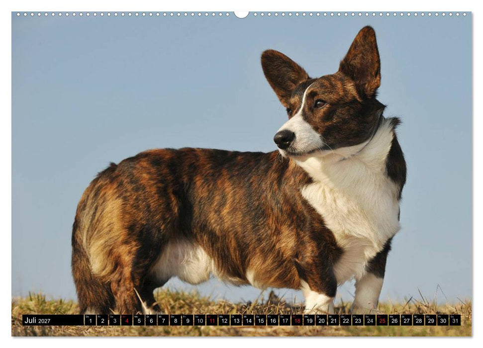 Welsh Corgi - Kobold auf 4 Pfoten (CALVENDO Premium Wandkalender 2027)