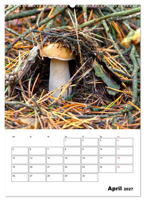 Heimische Waldpilze (CALVENDO Premium Wandkalender 2027)