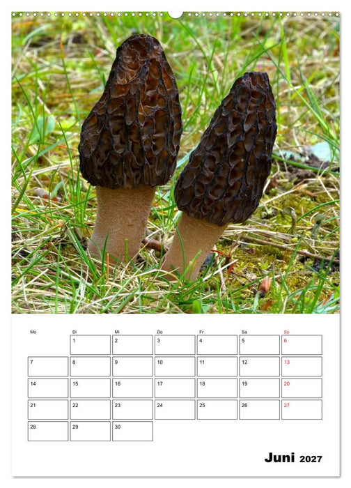 Heimische Waldpilze (CALVENDO Premium Wandkalender 2027)