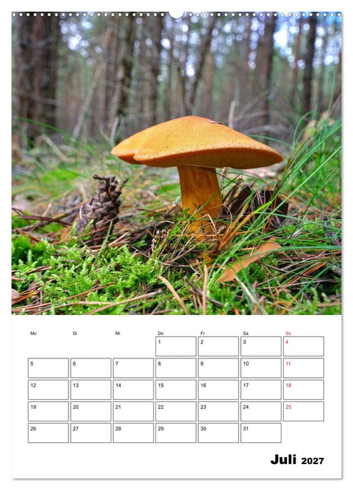 Heimische Waldpilze (CALVENDO Premium Wandkalender 2027)