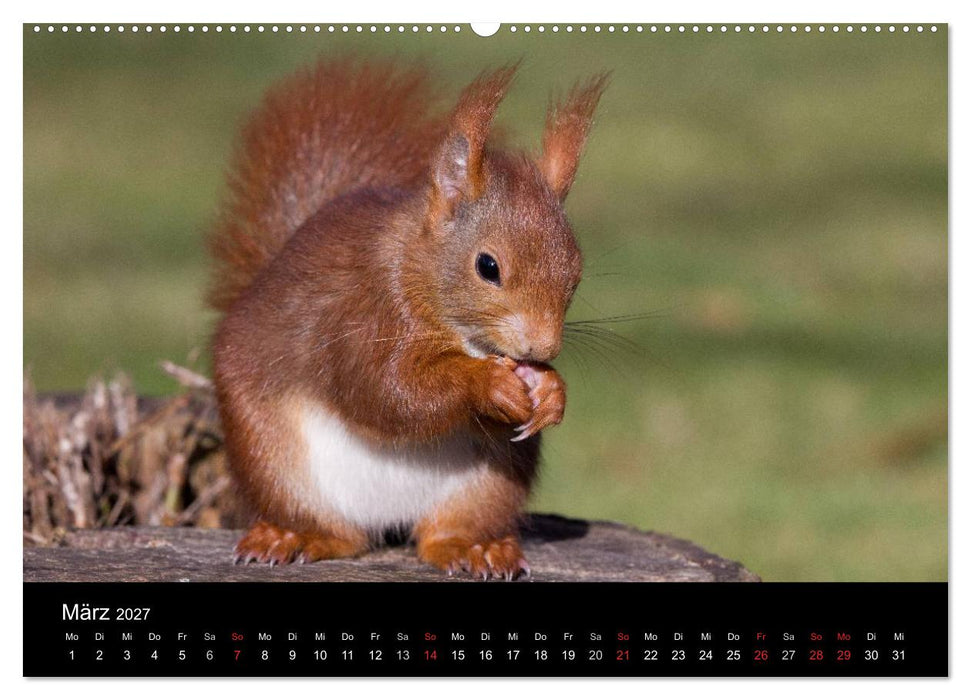 Mit dem Eichhörnchen durchs Jahr (CALVENDO Premium Wandkalender 2027)