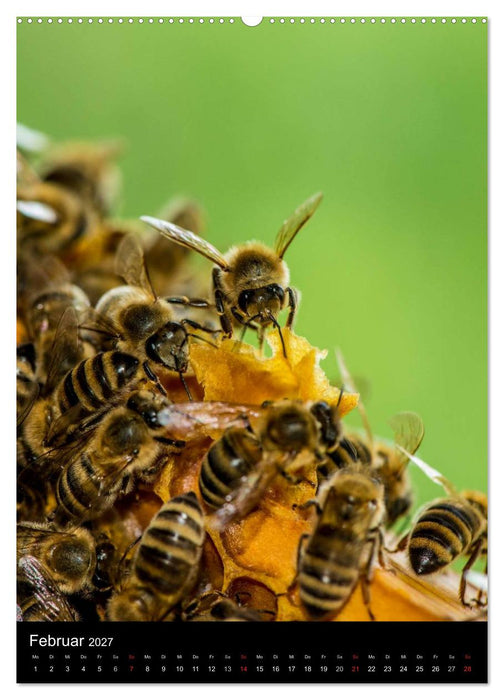 Bienenkalender (CALVENDO Wandkalender 2027)