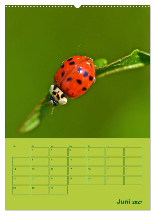 Wald- und Wiesenkalender 2027 Planer (CALVENDO Wandkalender 2027)
