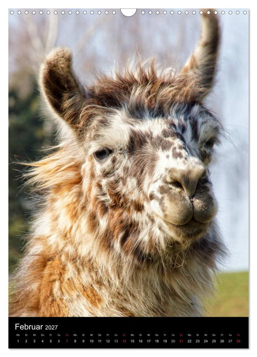 LAMAS (CALVENDO Wandkalender 2027)