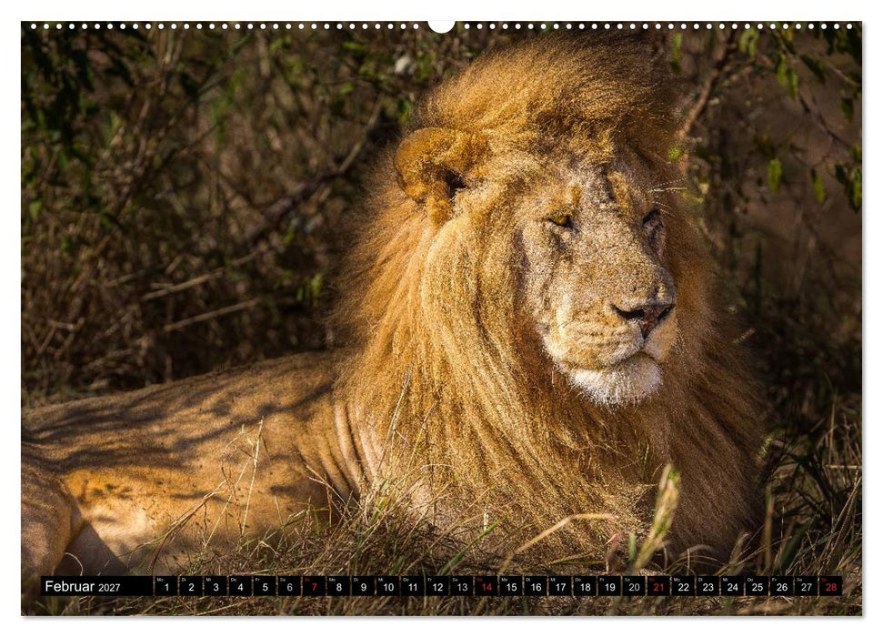Masai Mara 2027 (CALVENDO Wandkalender 2027)
