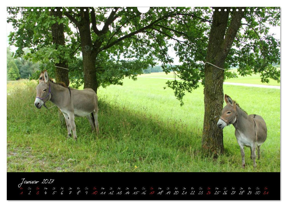 Esel - liebenswerte Langohren (CALVENDO Wandkalender 2027)