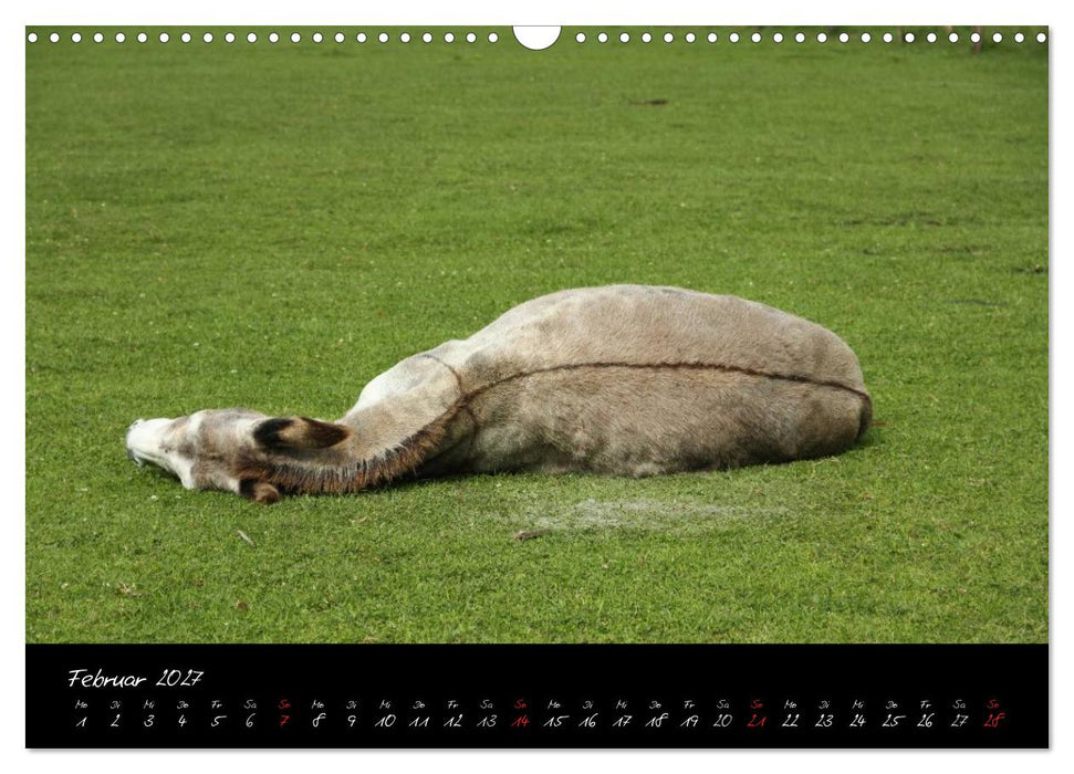 Esel - liebenswerte Langohren (CALVENDO Wandkalender 2027)