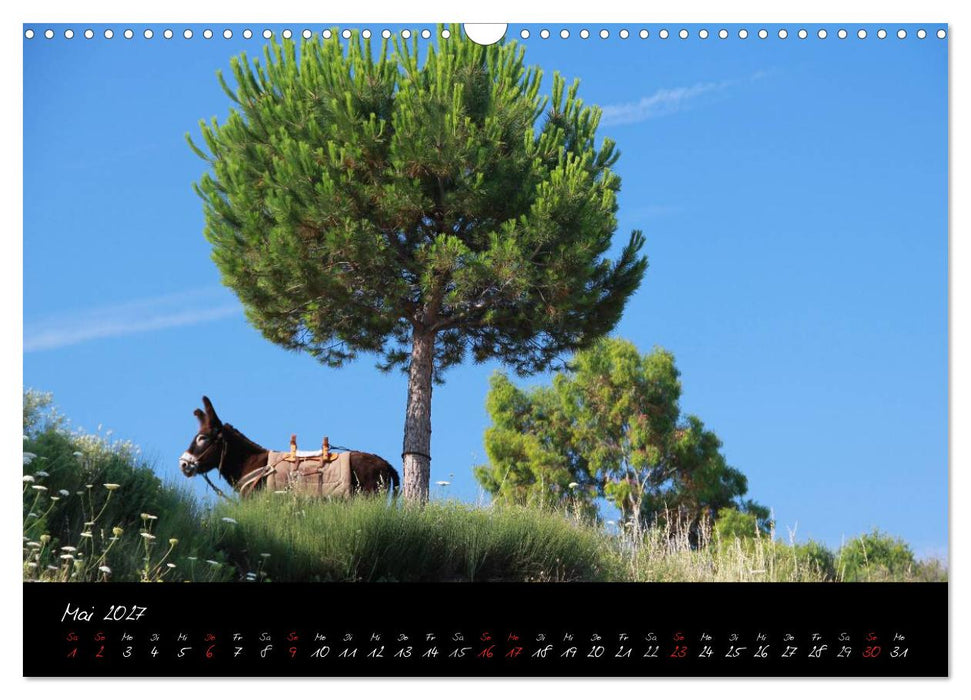 Esel - liebenswerte Langohren (CALVENDO Wandkalender 2027)