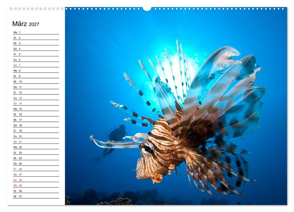 Tauchen - Abenteuer in Neptuns Wunderwelt (CALVENDO Wandkalender 2027)
