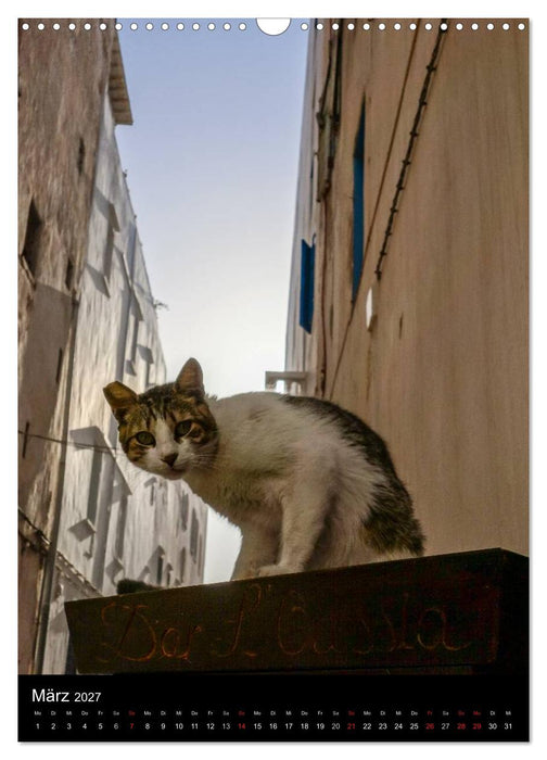 Katzen in Marokko (CALVENDO Wandkalender 2027)