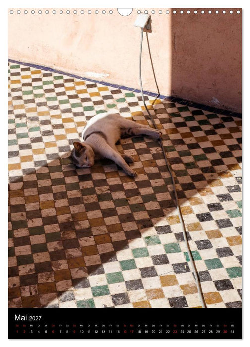 Katzen in Marokko (CALVENDO Wandkalender 2027)