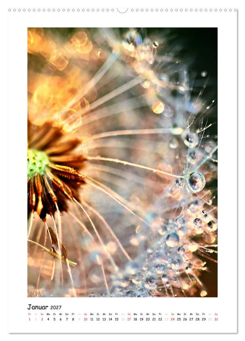 Die Pusteblume neu erleben (CALVENDO Wandkalender 2027)