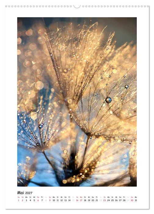 Die Pusteblume neu erleben (CALVENDO Wandkalender 2027)
