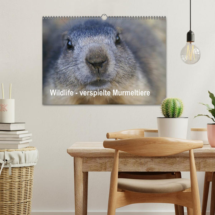 Wildlife - Verspielte Murmeltiere (CALVENDO Wandkalender 2027)